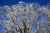 ammersee6_small.jpg